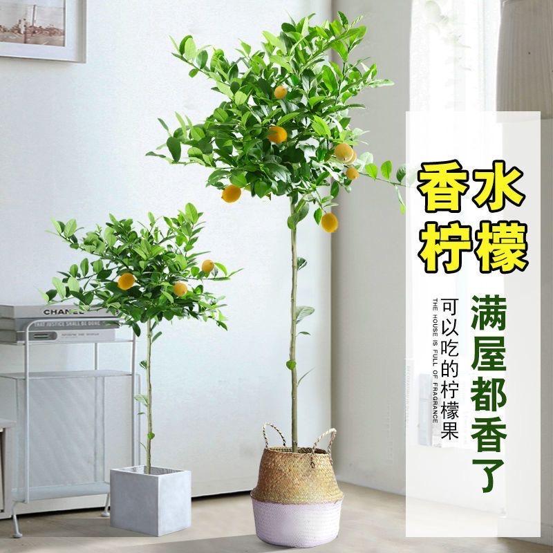 碧琢泷溪果树苗木专卖店优选