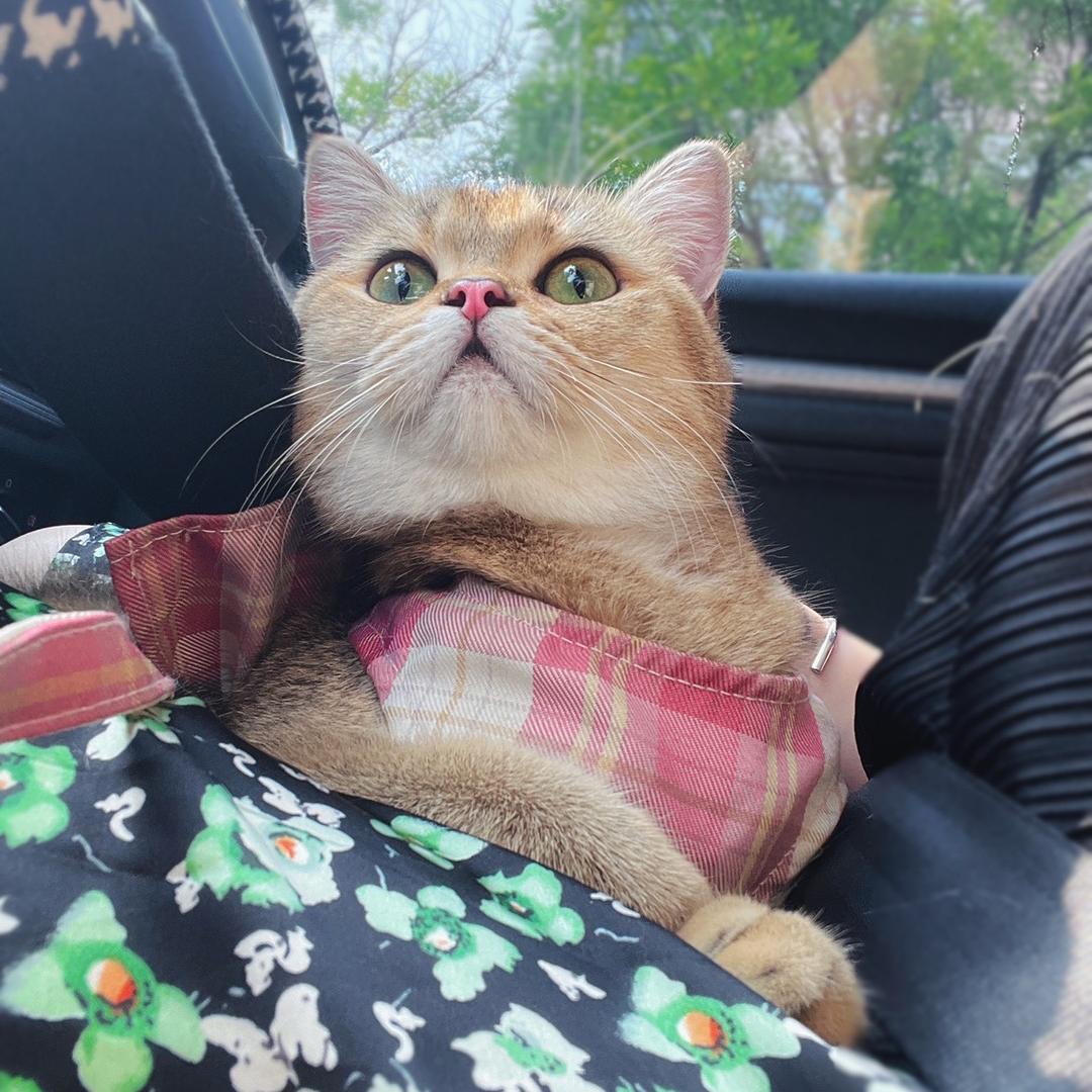 多米的三月ᶫᵒᵛᵉ