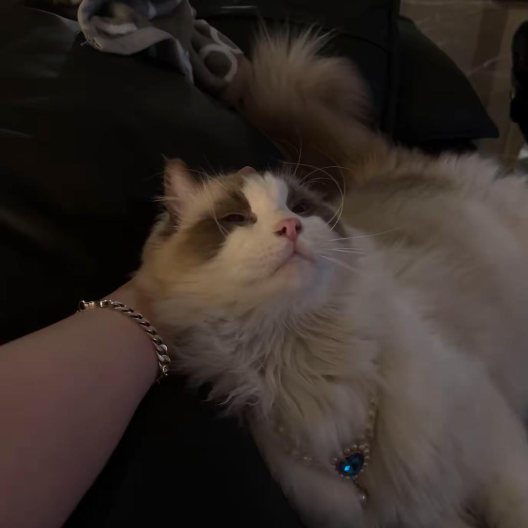 玩猫丧志