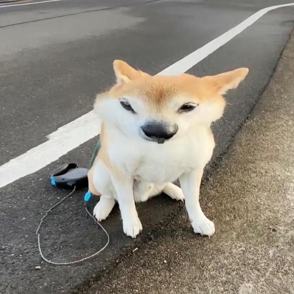 巧克力螺旋包