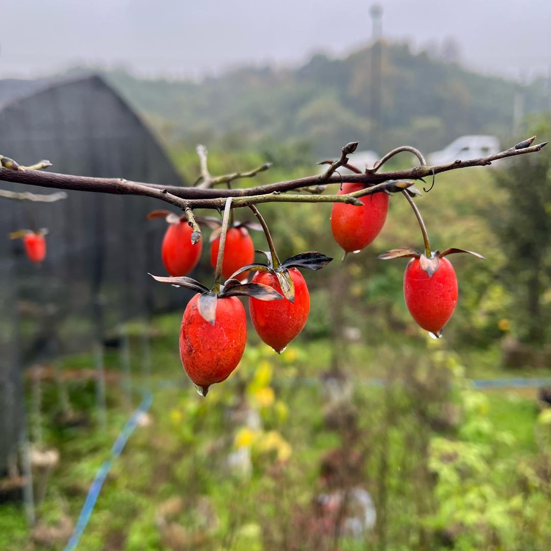 茶山人家土菜馆💫