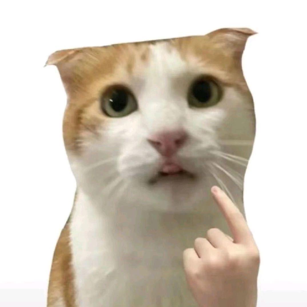 喵喵教猫咖（招代理）