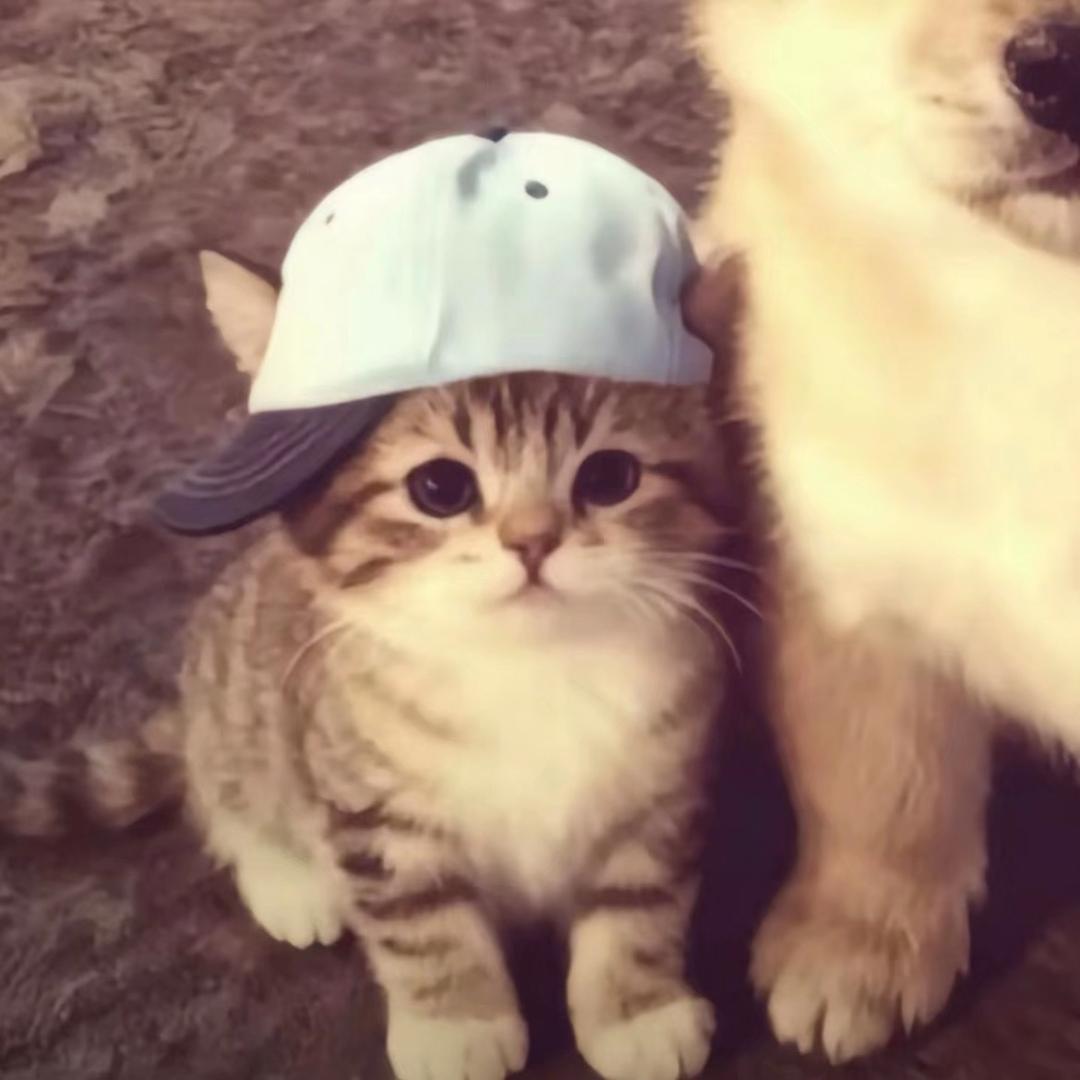 鳕鱼猫ɞ