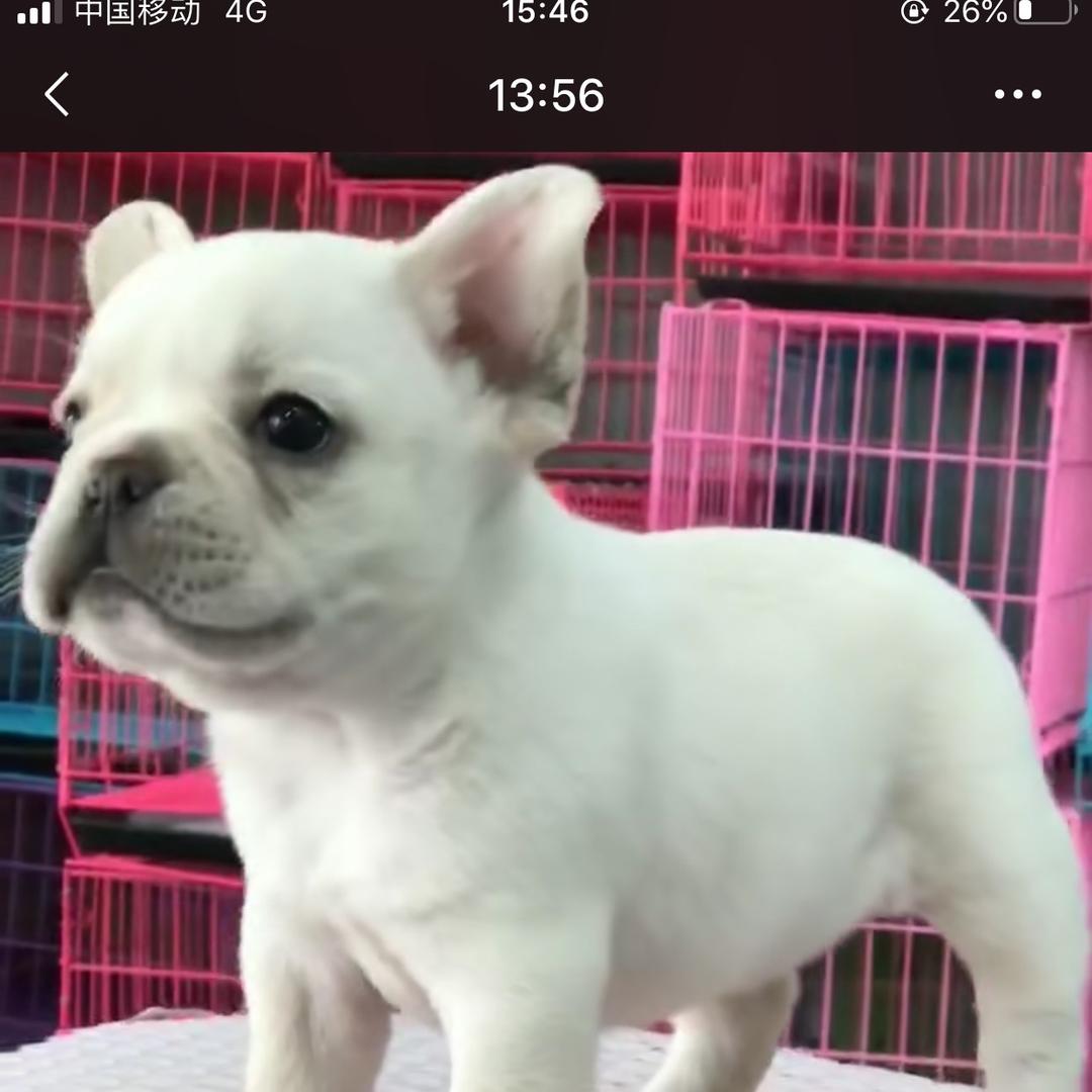 萌哒宠物