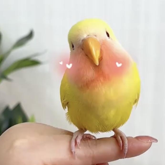 曲阜皮皮虾电子商务有限公司