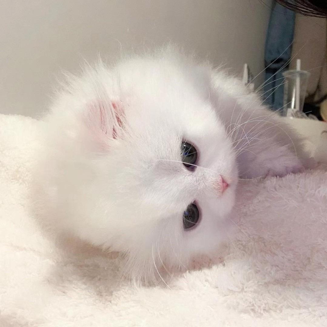 🧁