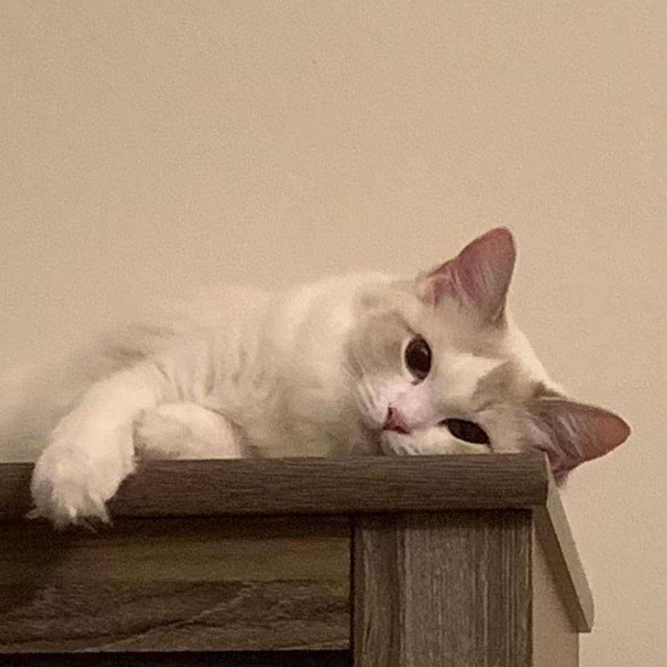小喵🐱