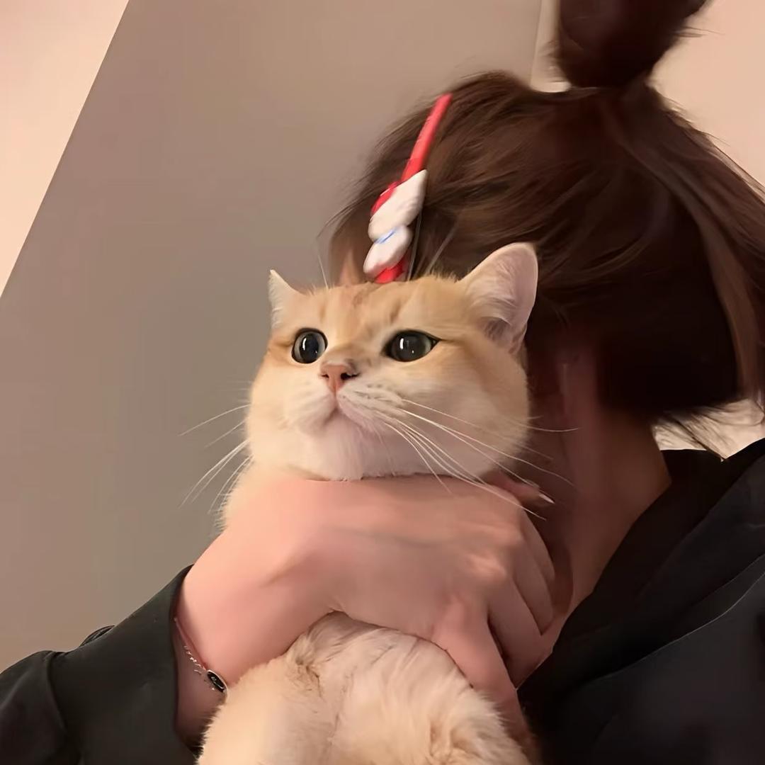 段新新
