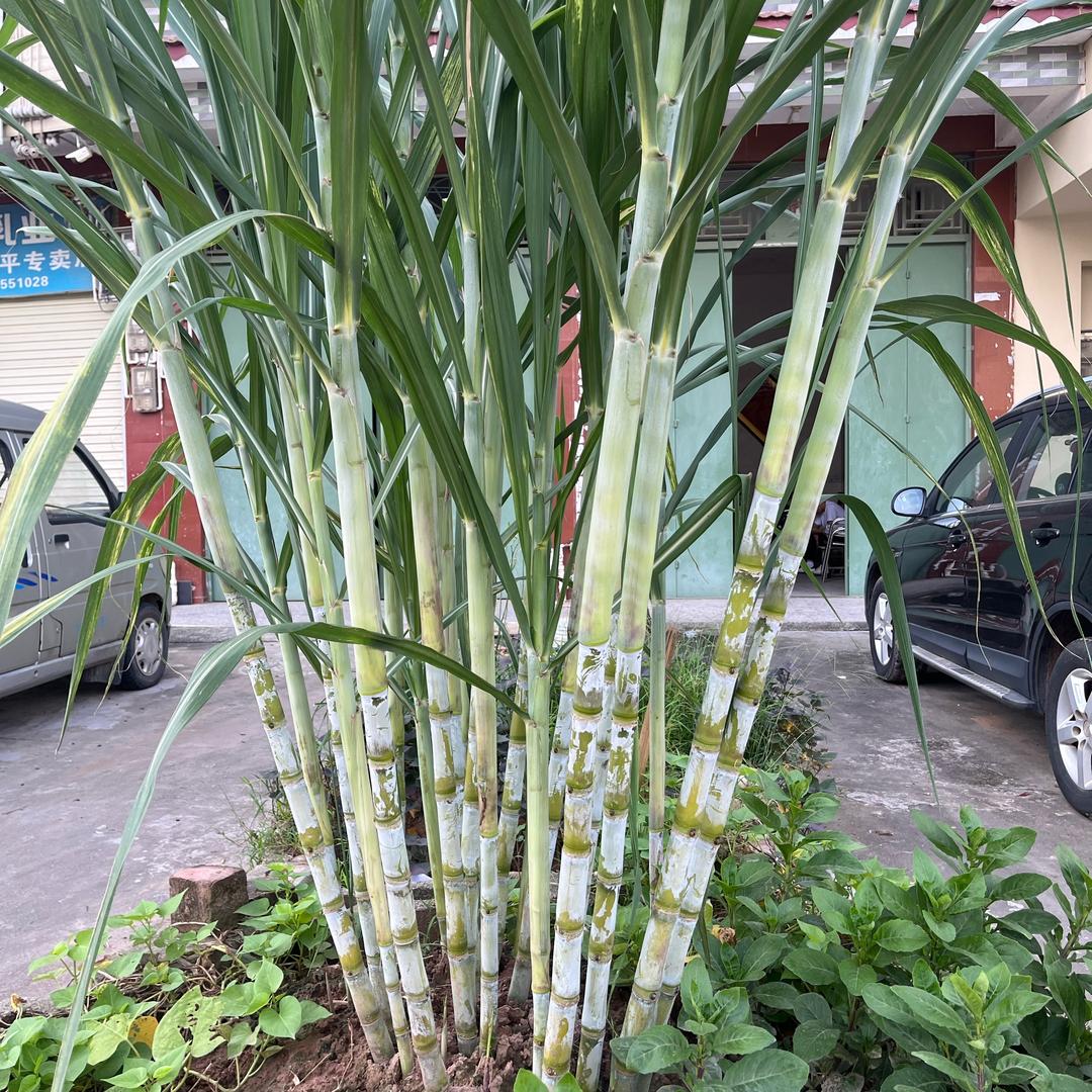 甘蔗种植（小小）