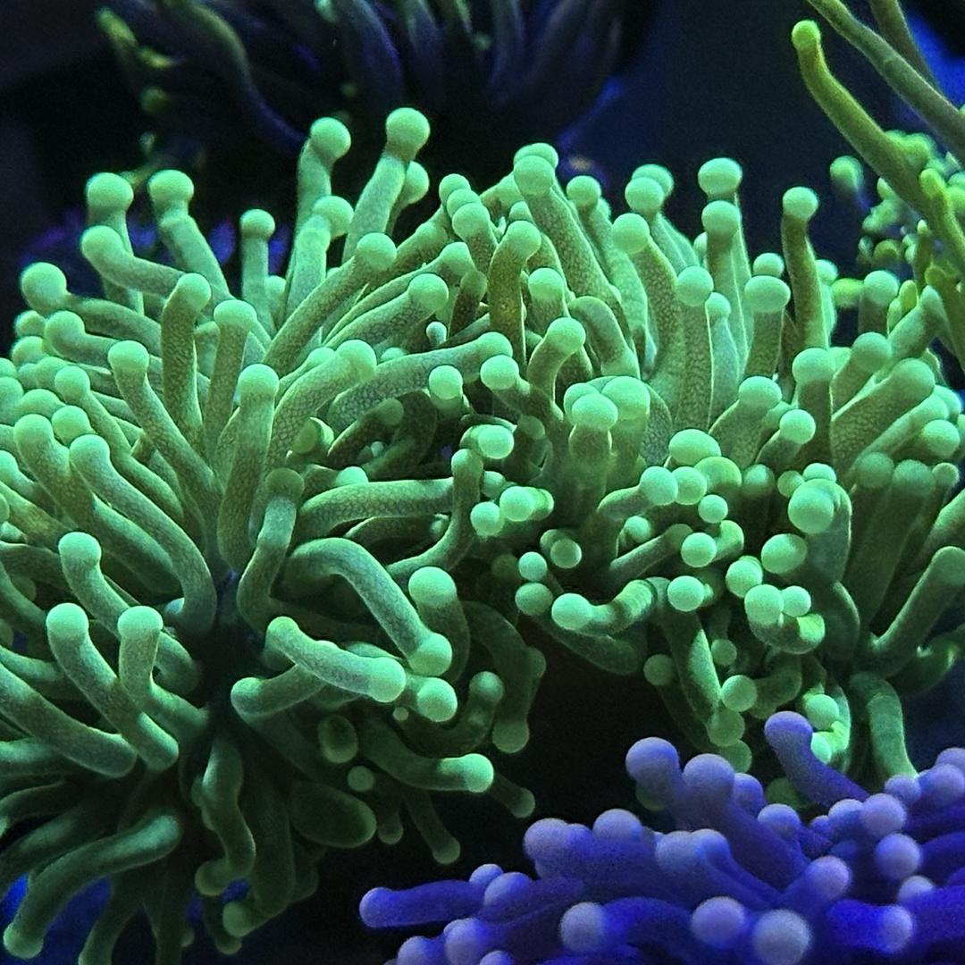 SeaSeek 珊瑚寻宝人