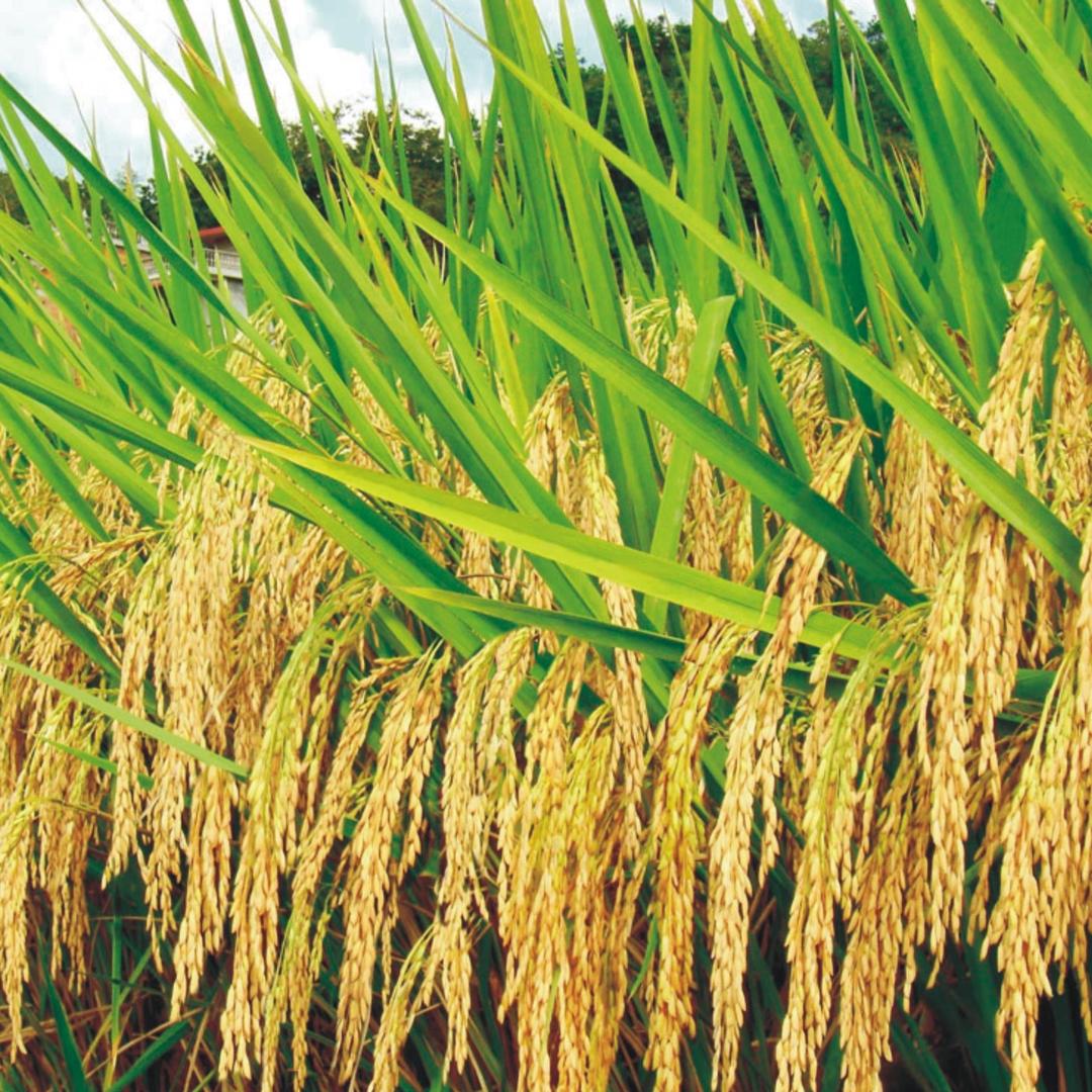 祥禾农资总店优选