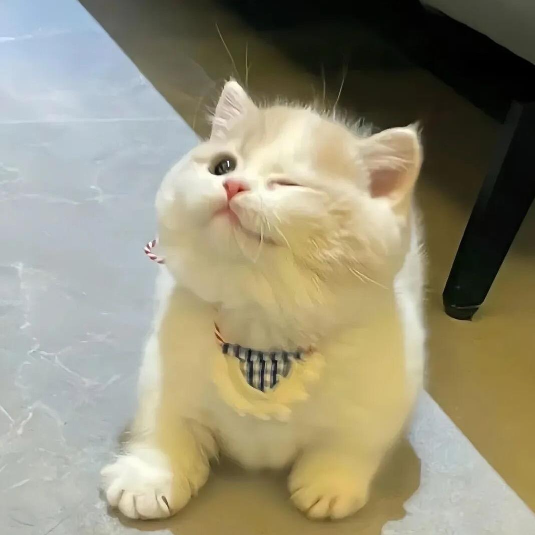 Kitty1liio