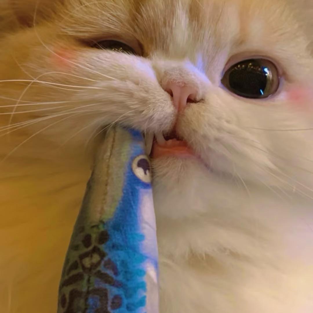又菜又爱玩的嘉酱