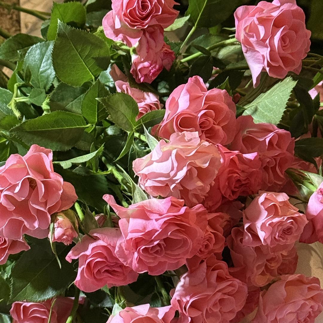 花财鲜花基地