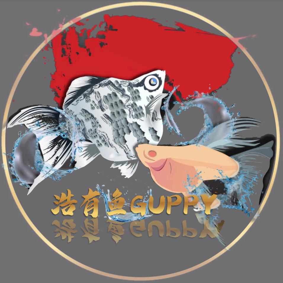 浩有鱼GUPPY
