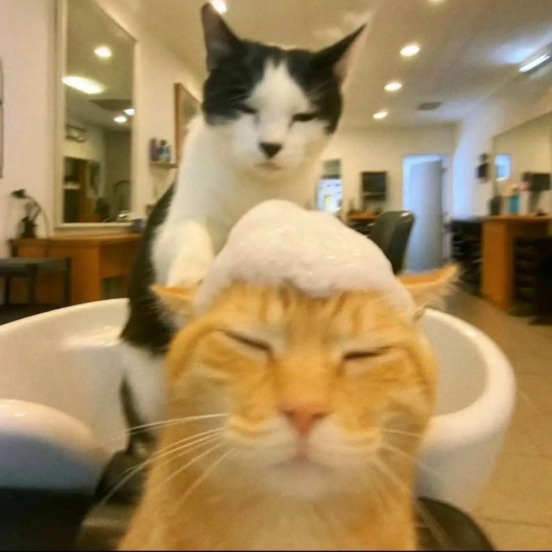 猫猫好困