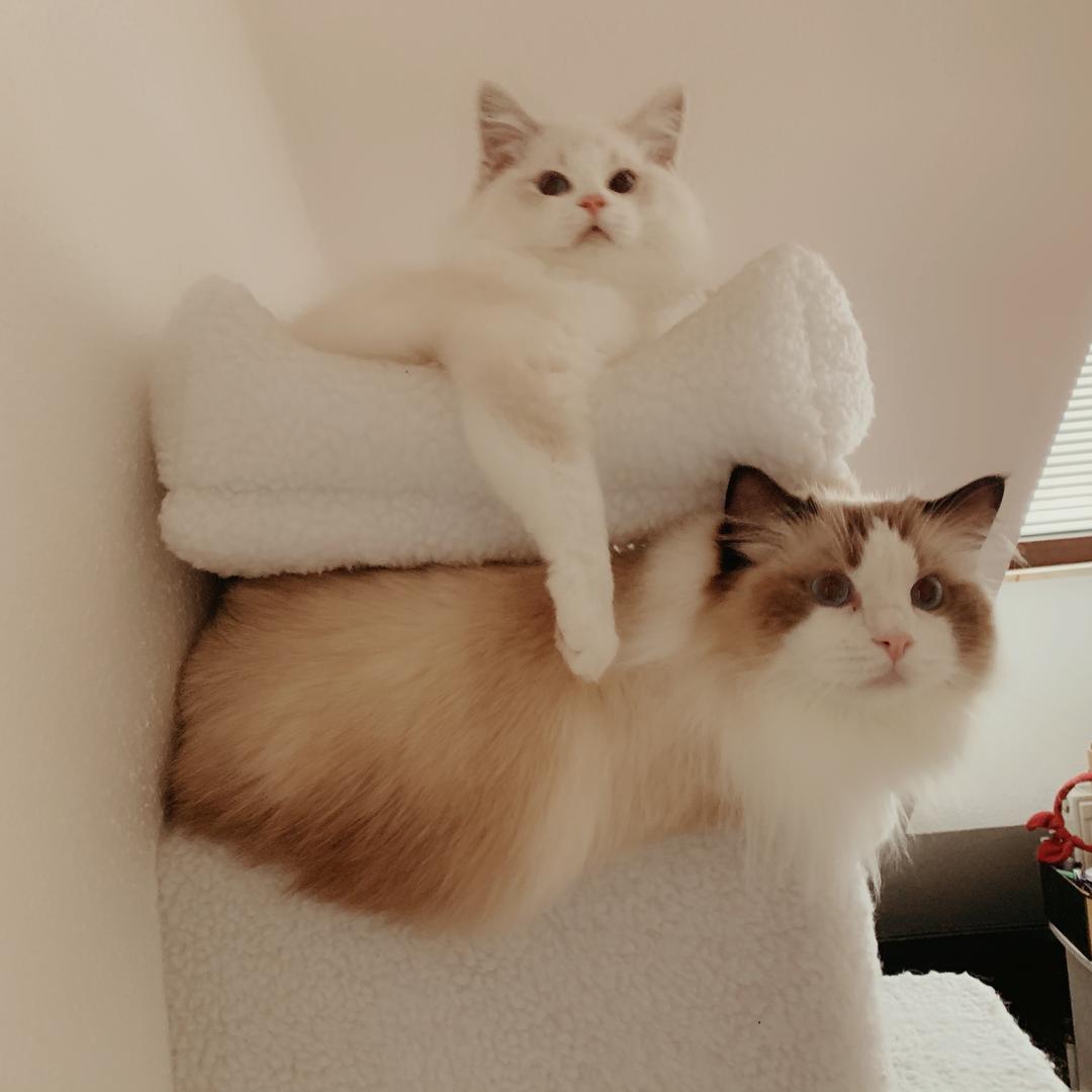 减肥减疯了一个