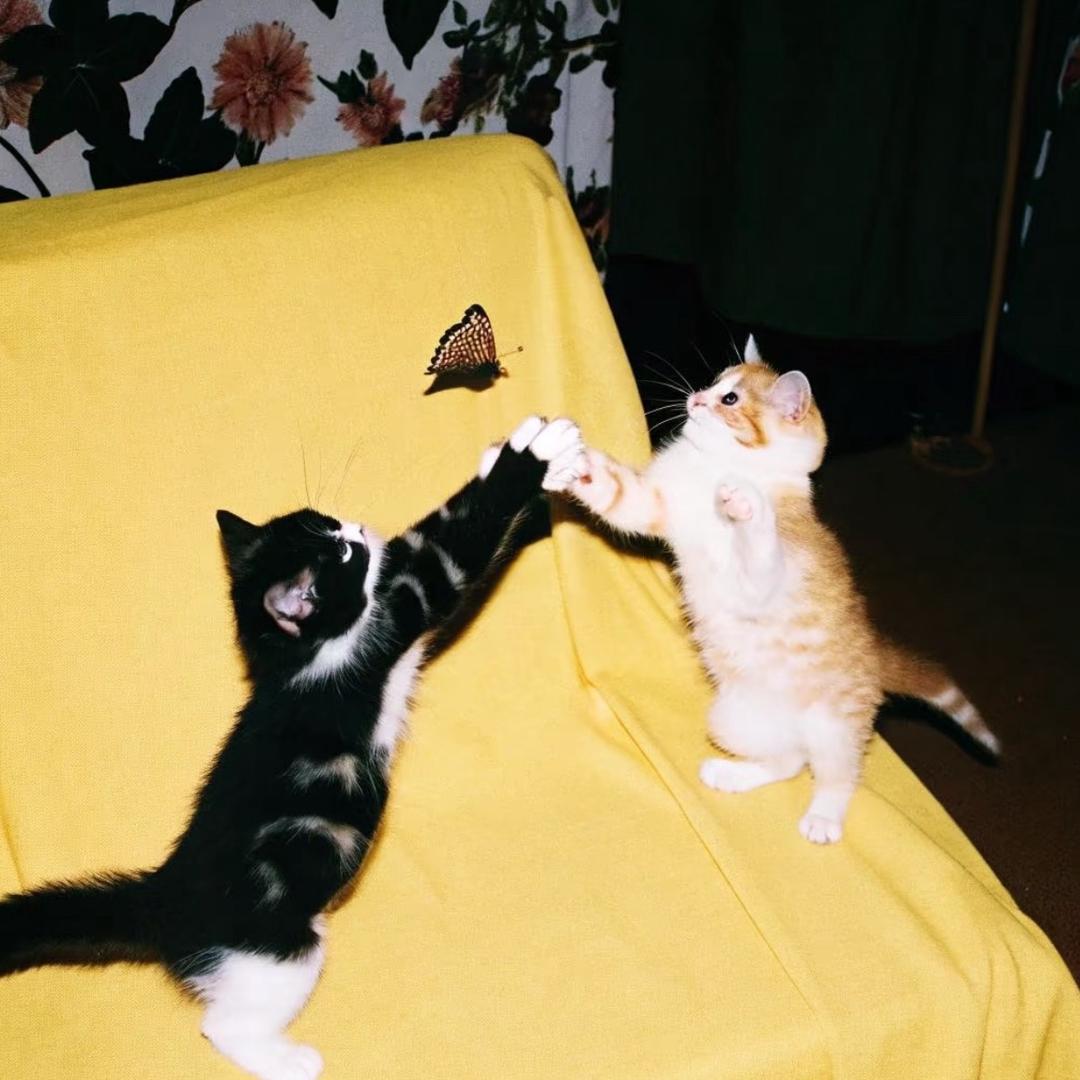 dd（婚礼跟拍版）