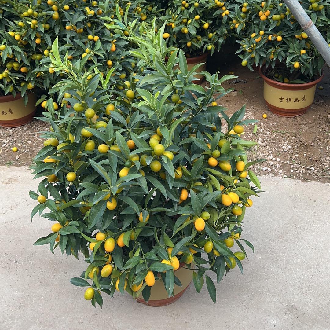众森花木场