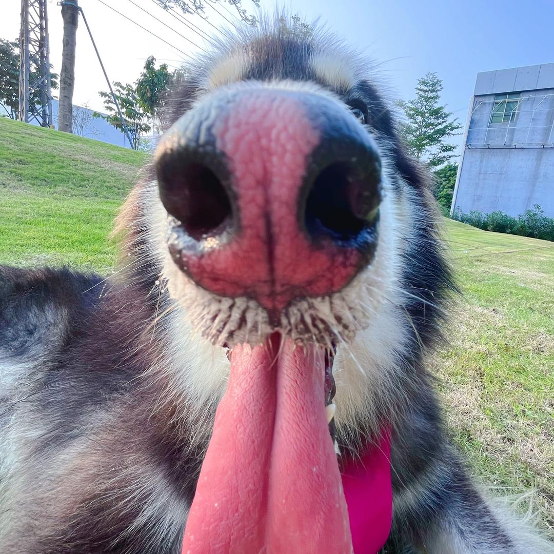 有猫有狗的小符