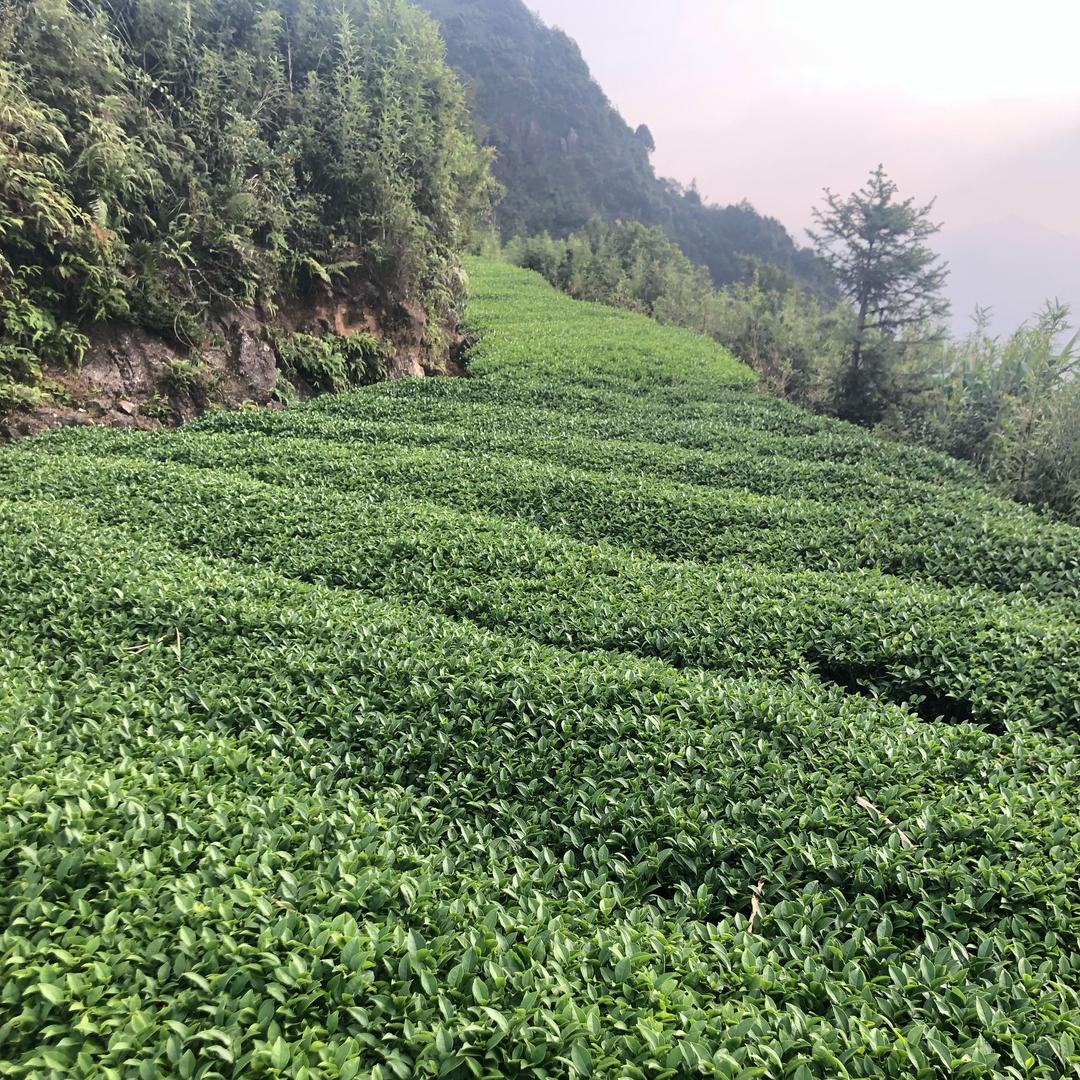 金龙茗茶优选良好作品