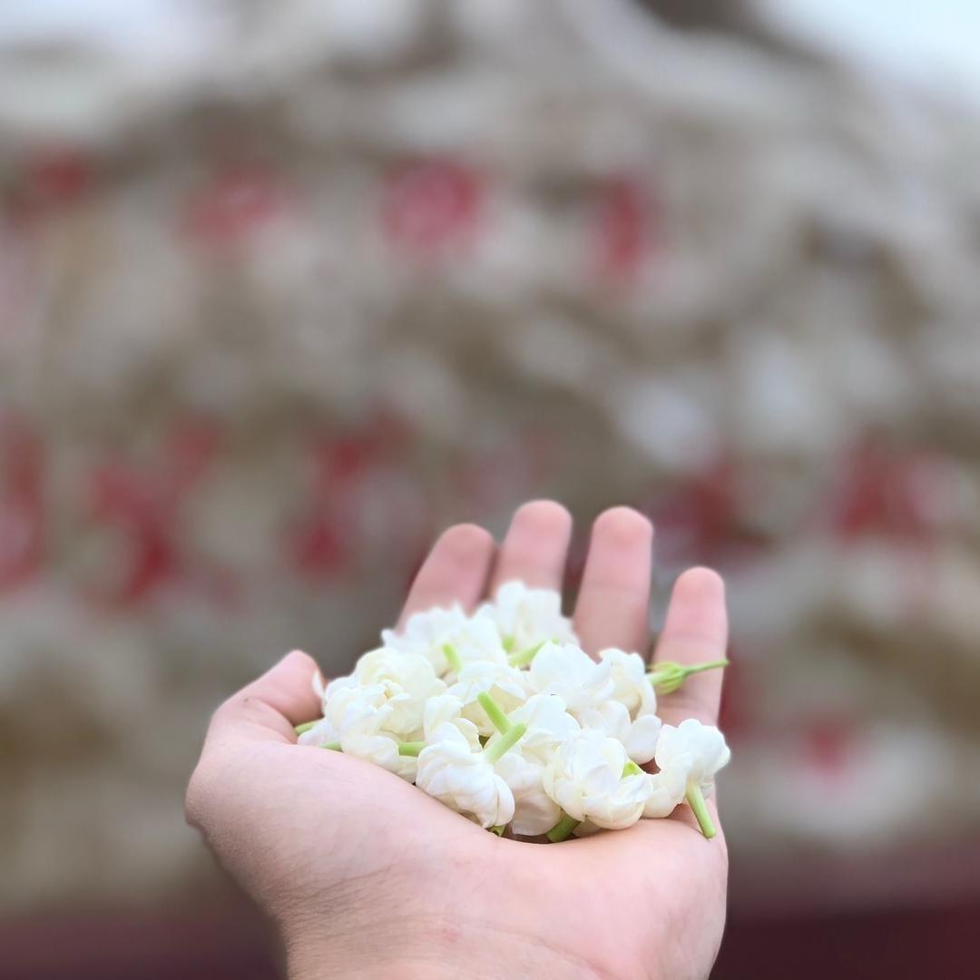 横县茉莉花茶厂家