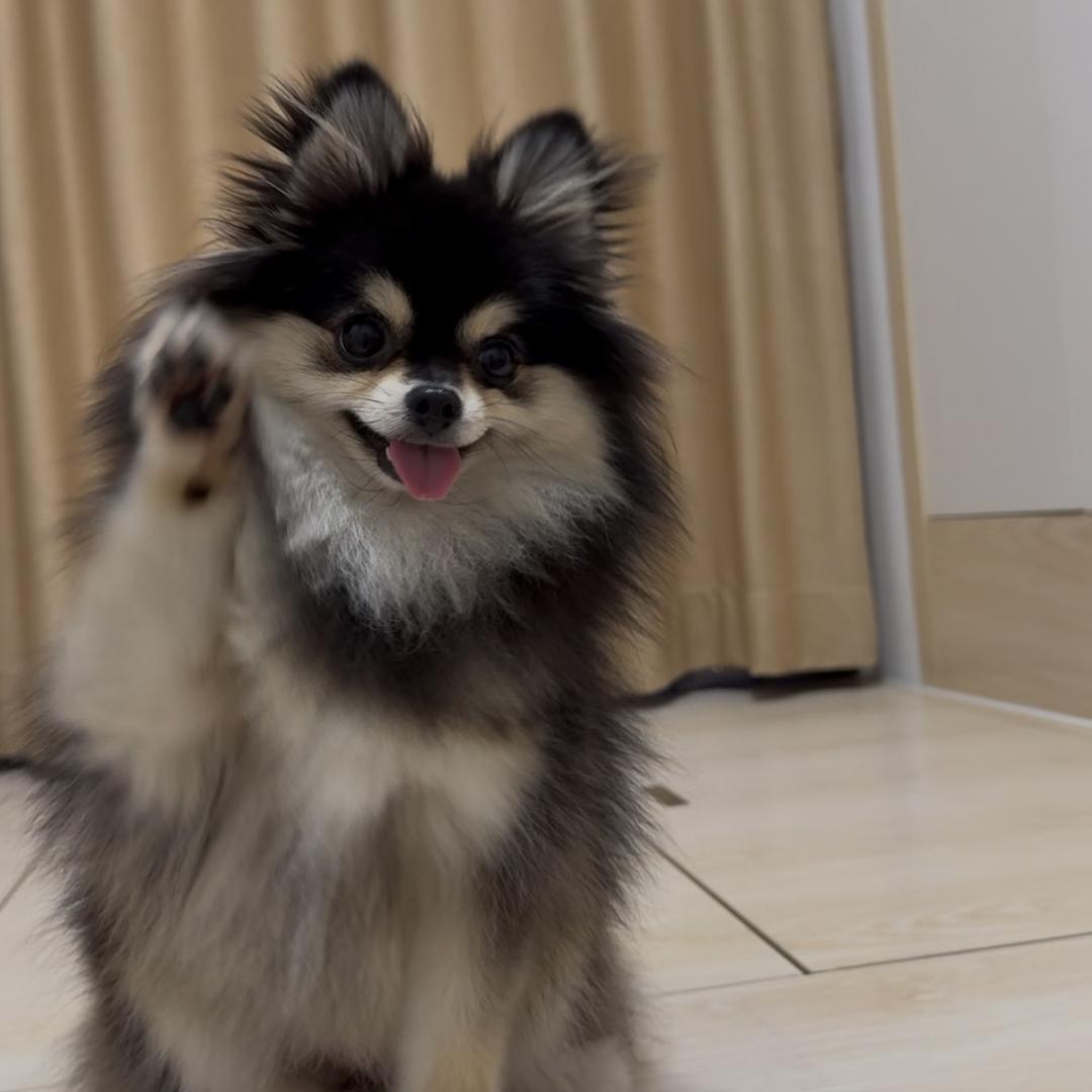 遛猪日记