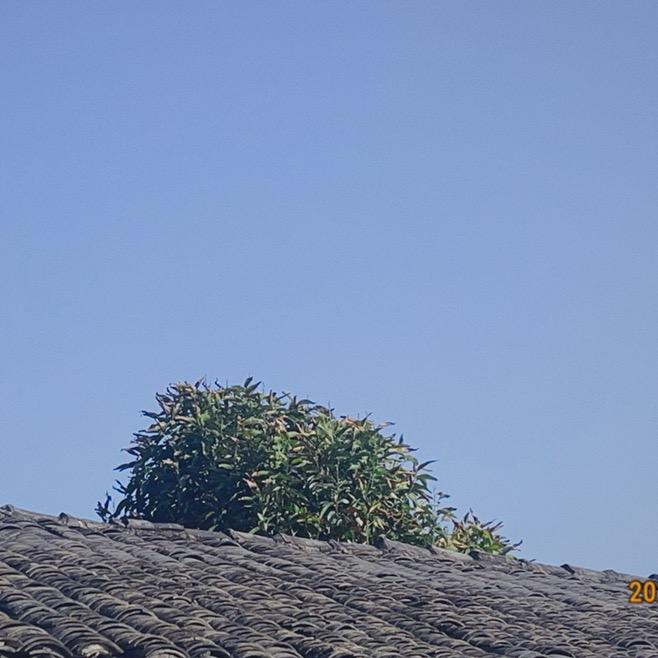 头发旺盛活力满满