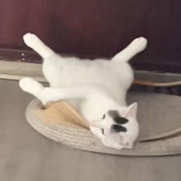 卷卷的大名叫汪来