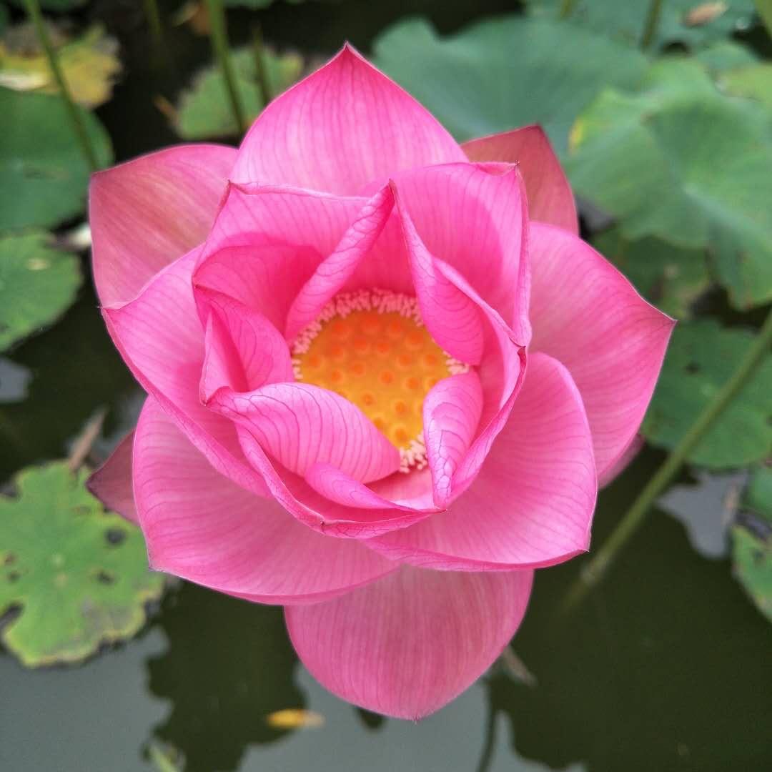 向上荷花