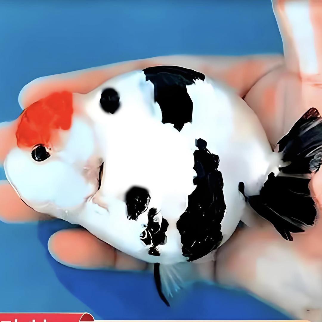 四海水族馆