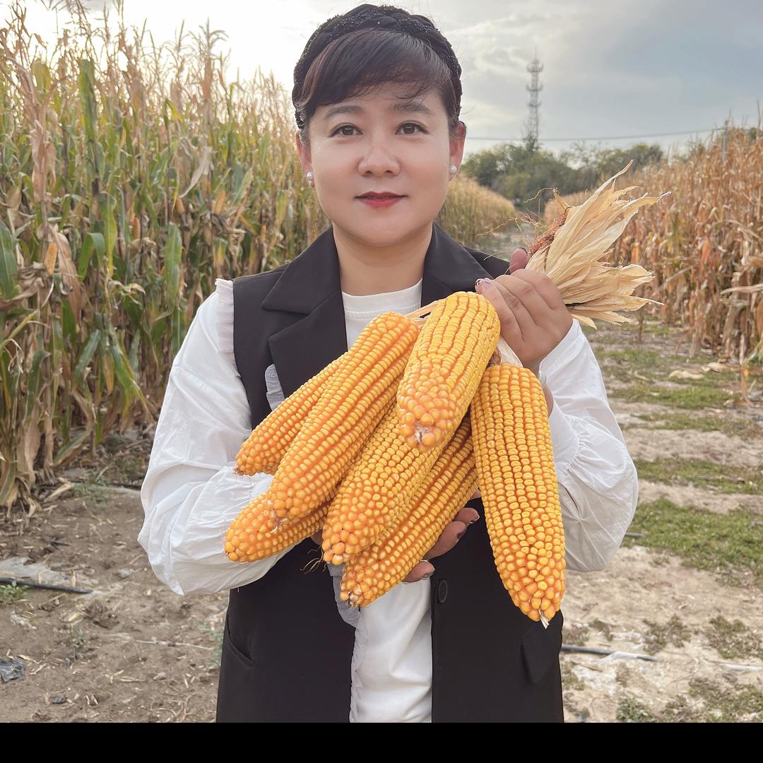 玉米艳文🌽（新疆富友）