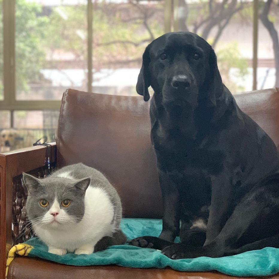 琥珀训犬