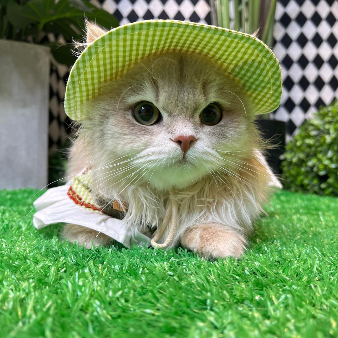吾猫万岁