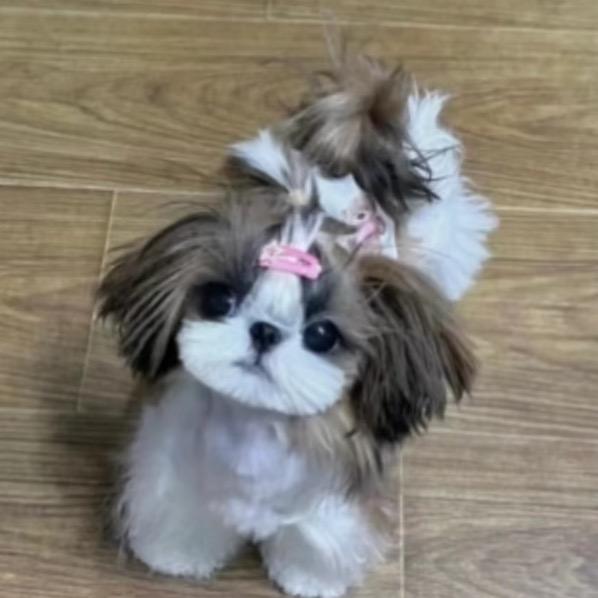 甜甜baby