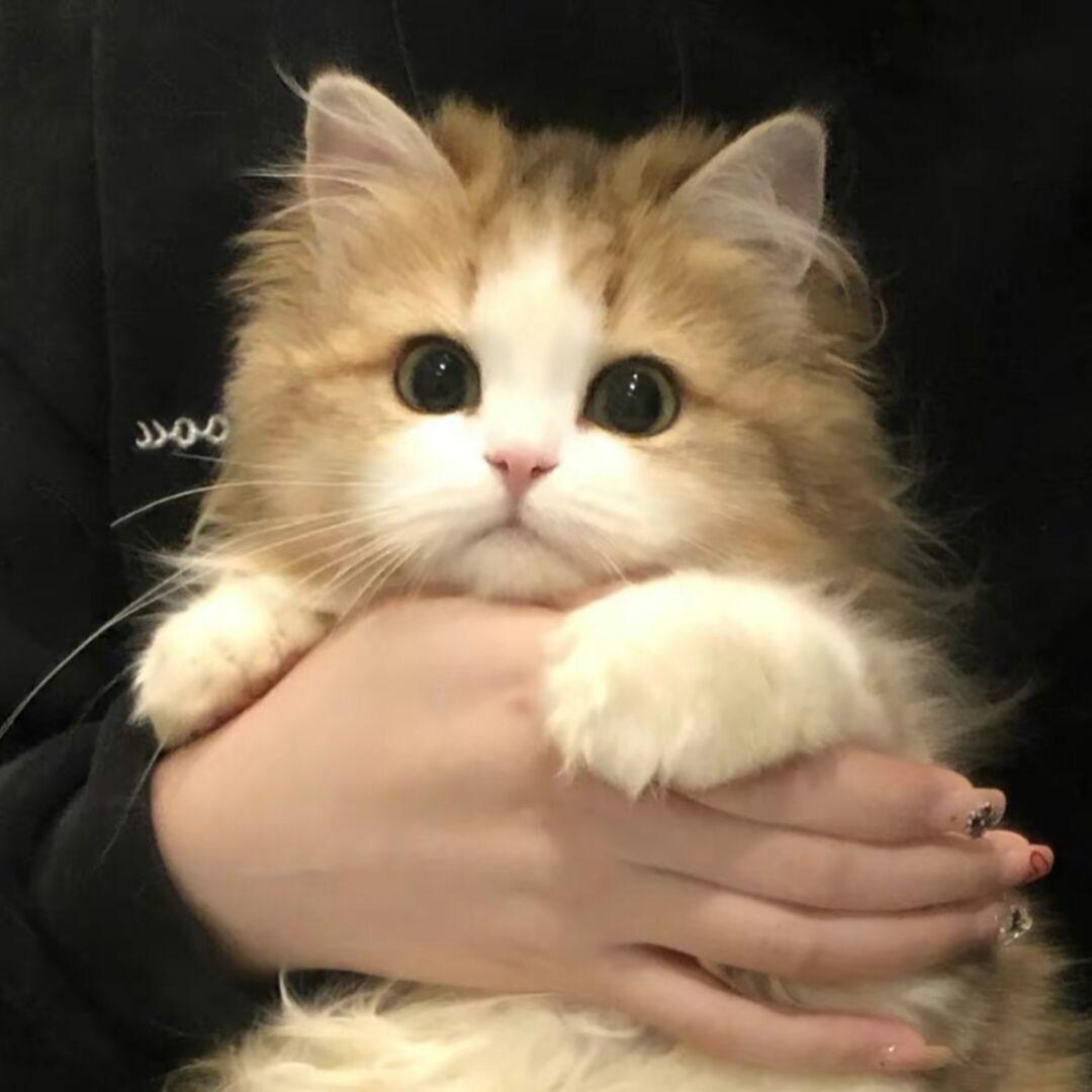 烤鱼.