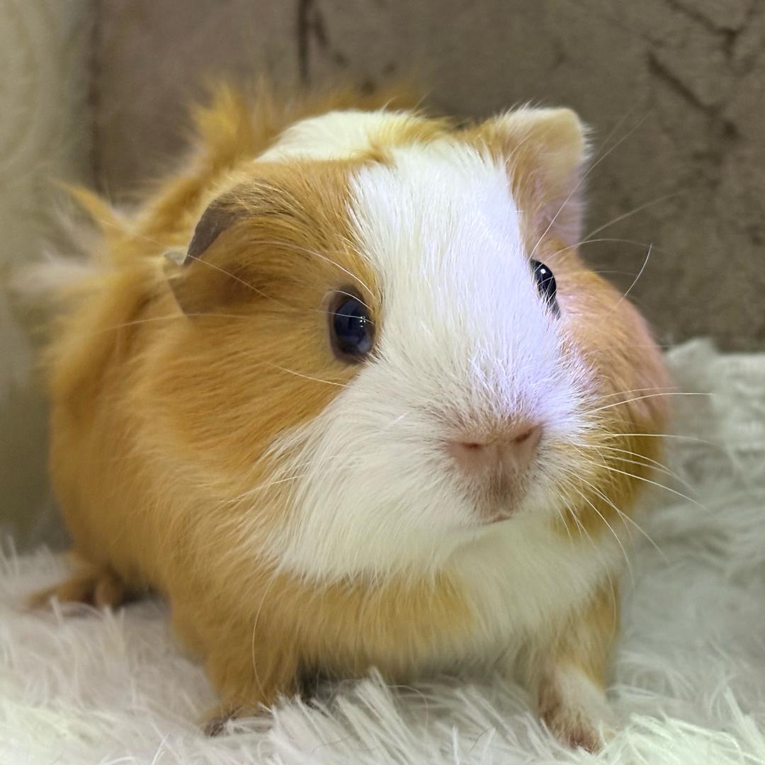 🍃书书家的荷兰猪🍃