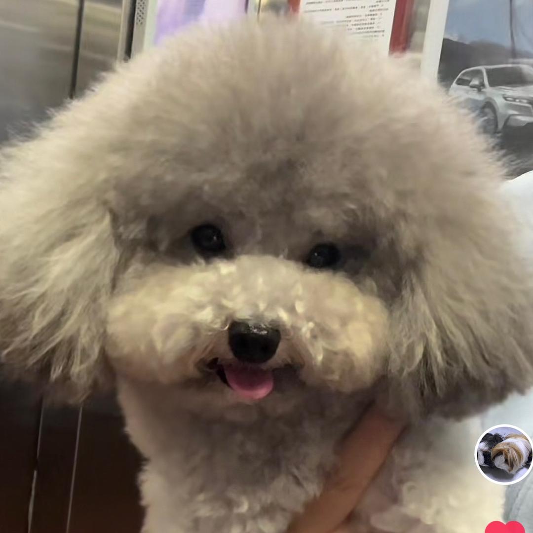 汉堡子