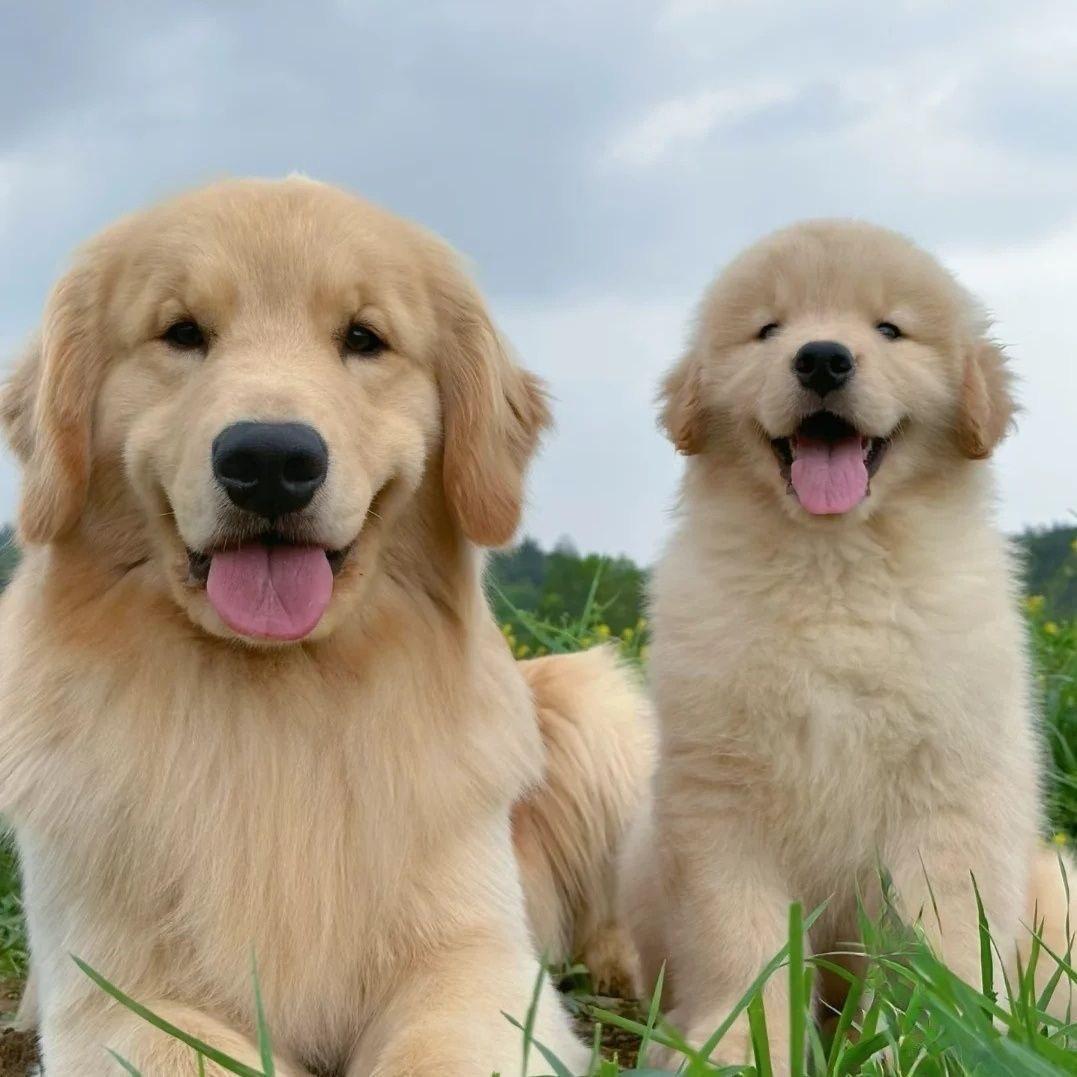 立诚犬业