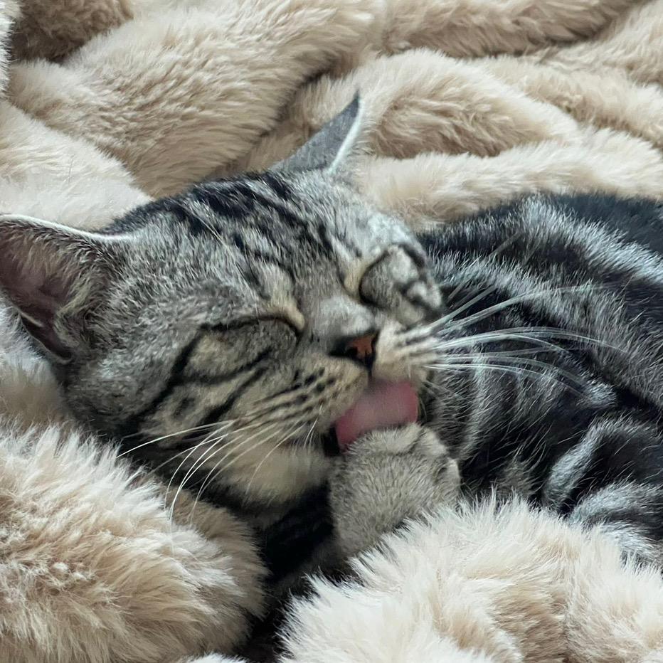 猪猪团&宝儿十一