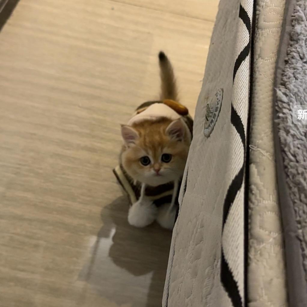 小马仔 (打王者)