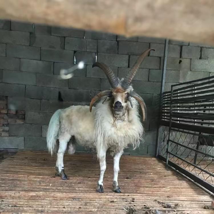 几品羊官众诚牧业