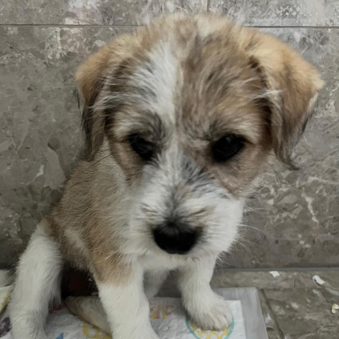 潦草小🐶