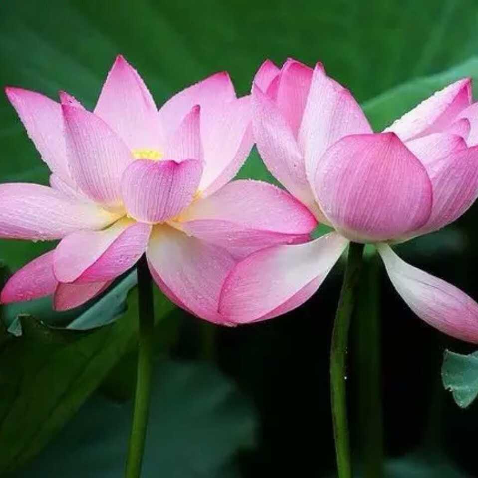 百合花开