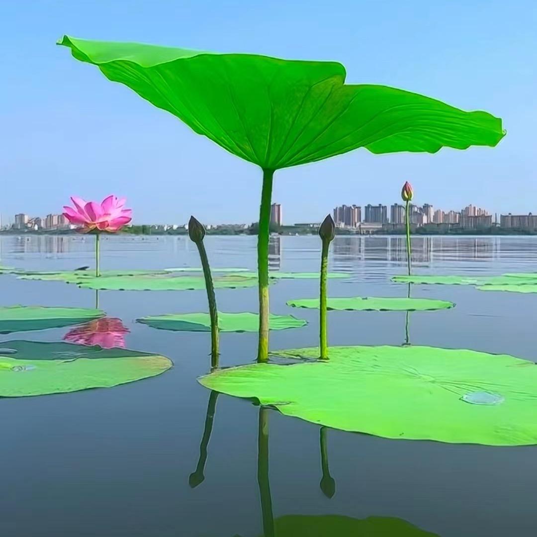一世芳华