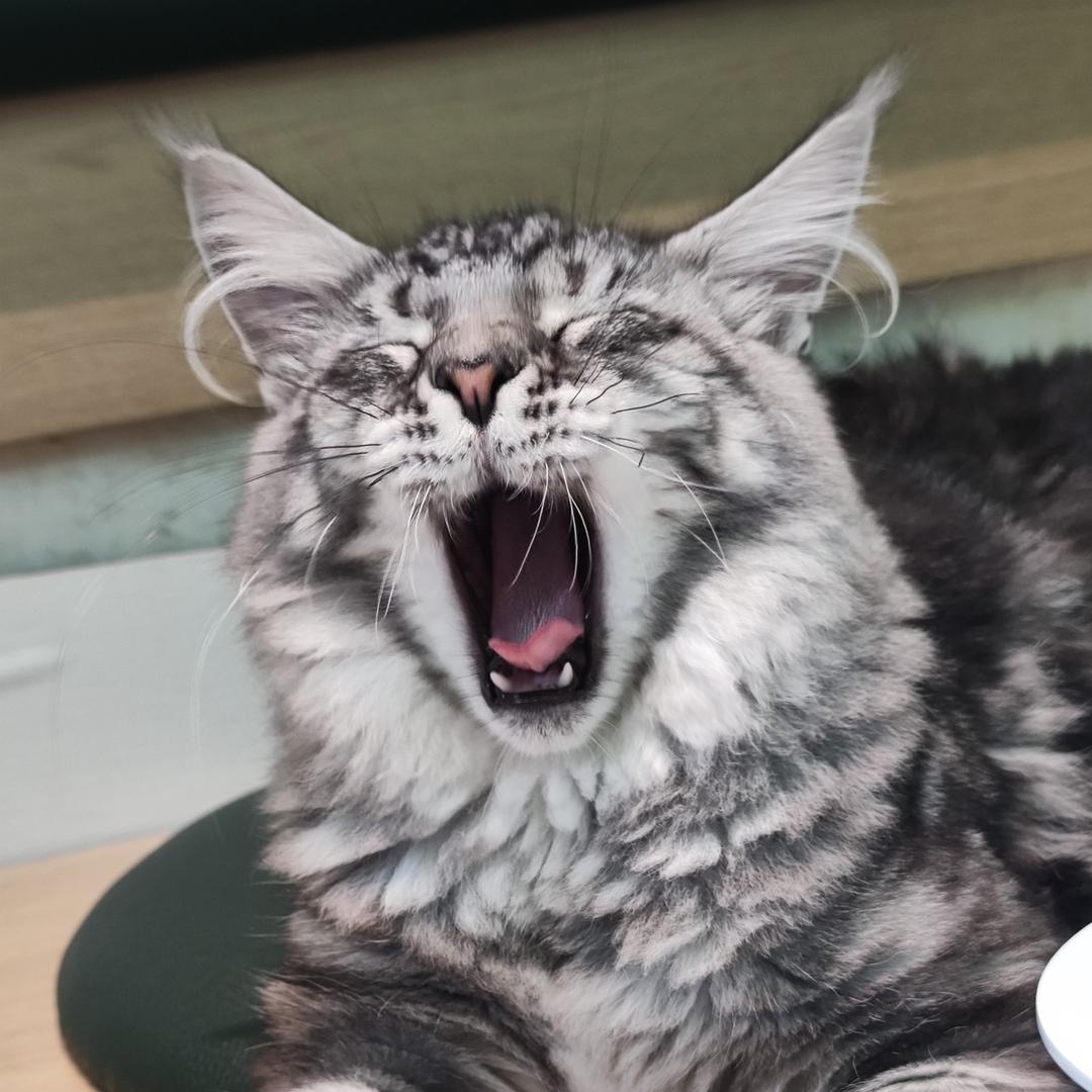 缅因猫
