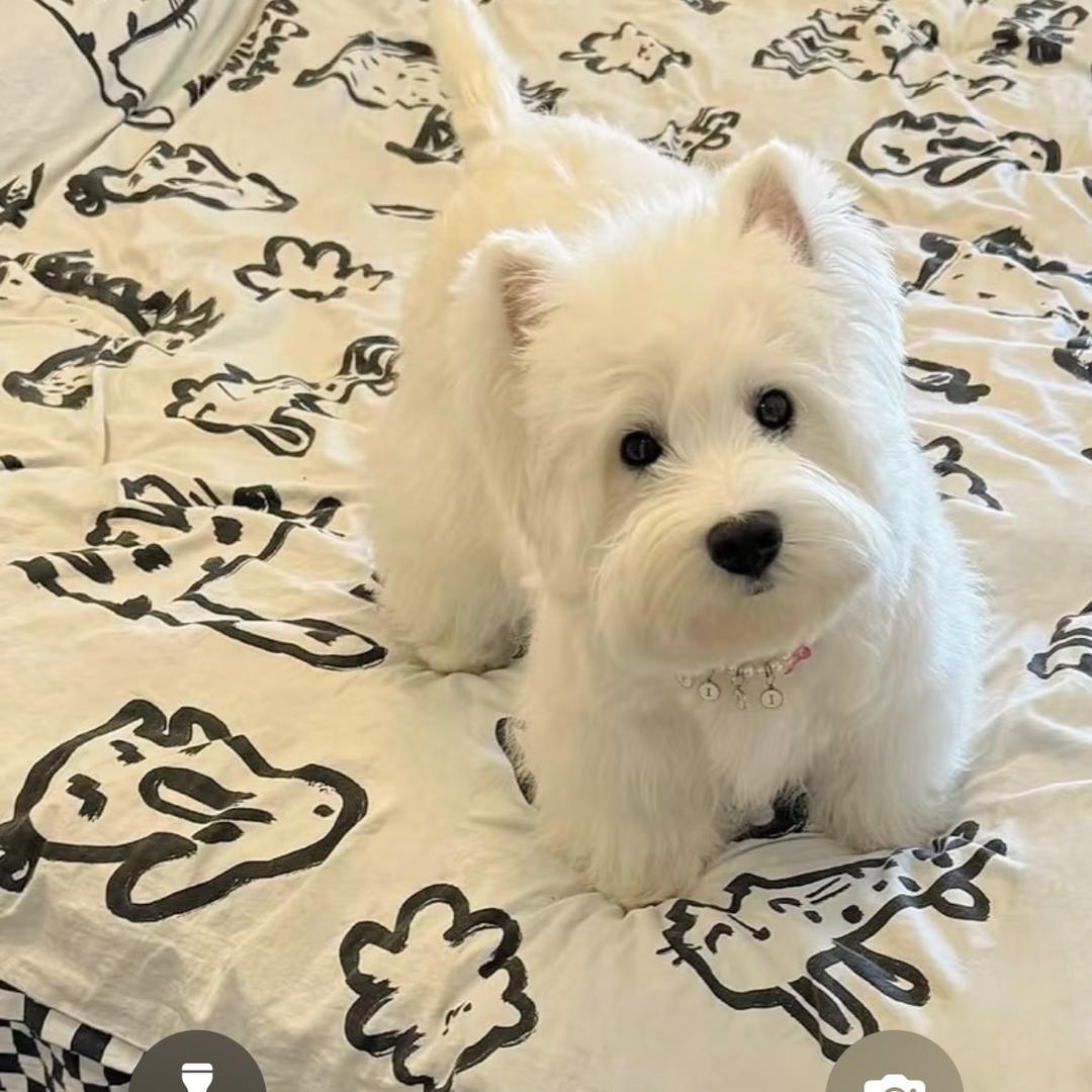 大壮和小熊的🏠