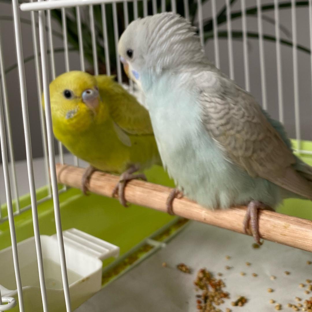 招财进宝🦜