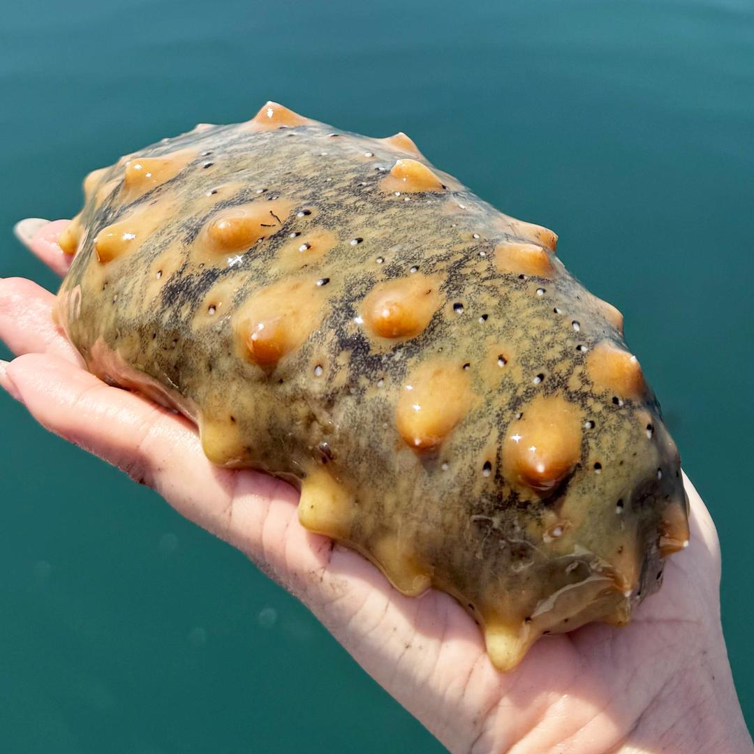 佳佳海参工厂