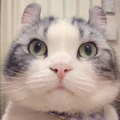 大猫